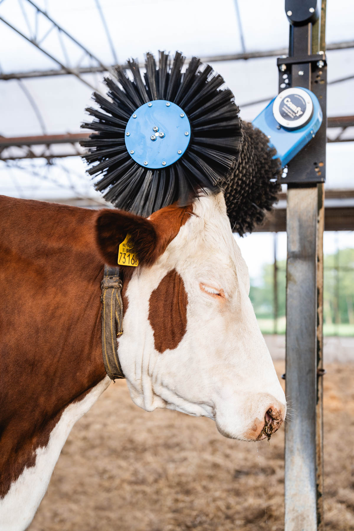 Cosy Cow in gebruik — koe geniet van de borstel