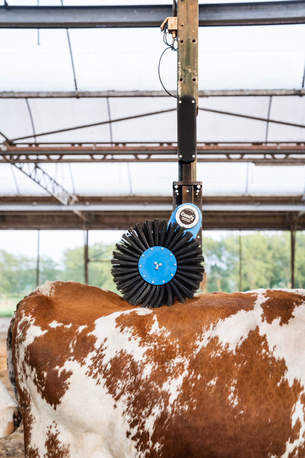 Cosy Cow borstel op de rug van een koe