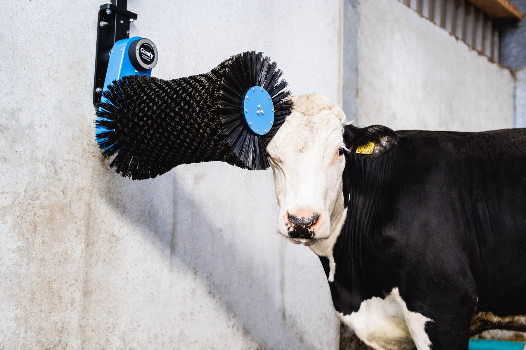 Koe die zich schuurt aan een blauwe Comfy koeborstel in de stal