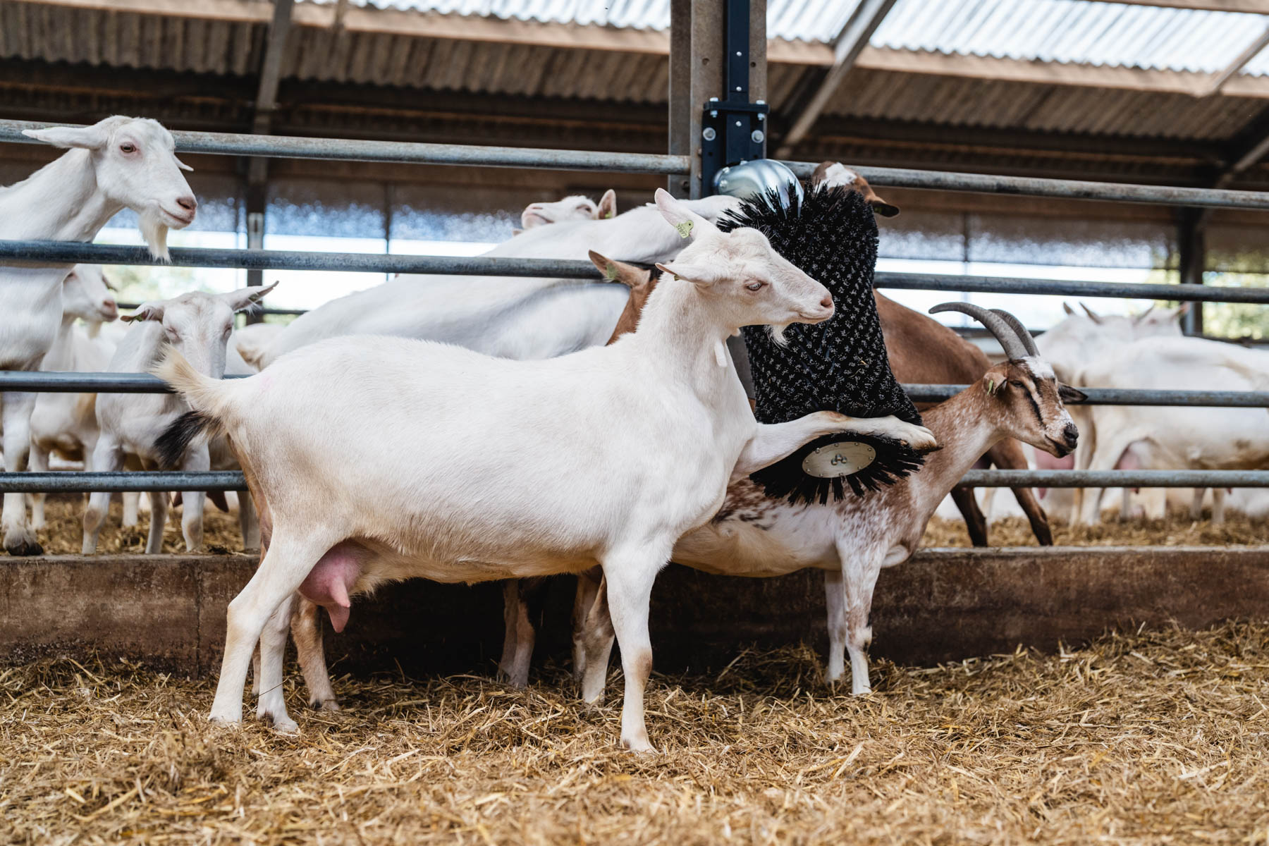 Geit leunt met een voorpoot op de borstel, natuurlijk schuurgedrag
